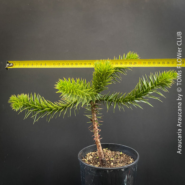 Araucaria Araucana, Andentanne, chilenische Schmucktanne, Affenbaum, monkey puzzle tree, monkey tail tree, piñonero, pewen or Chilean pine, organically grown plants for sale at TOMs FLOWer CLUB