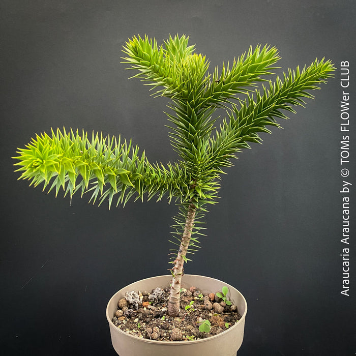 Araucaria Araucana, Andentanne, chilenische Schmucktanne, Affenbaum, monkey puzzle tree, monkey tail tree, piñonero, pewen or Chilean pine, organically grown plants for sale at TOMs FLOWer CLUB
