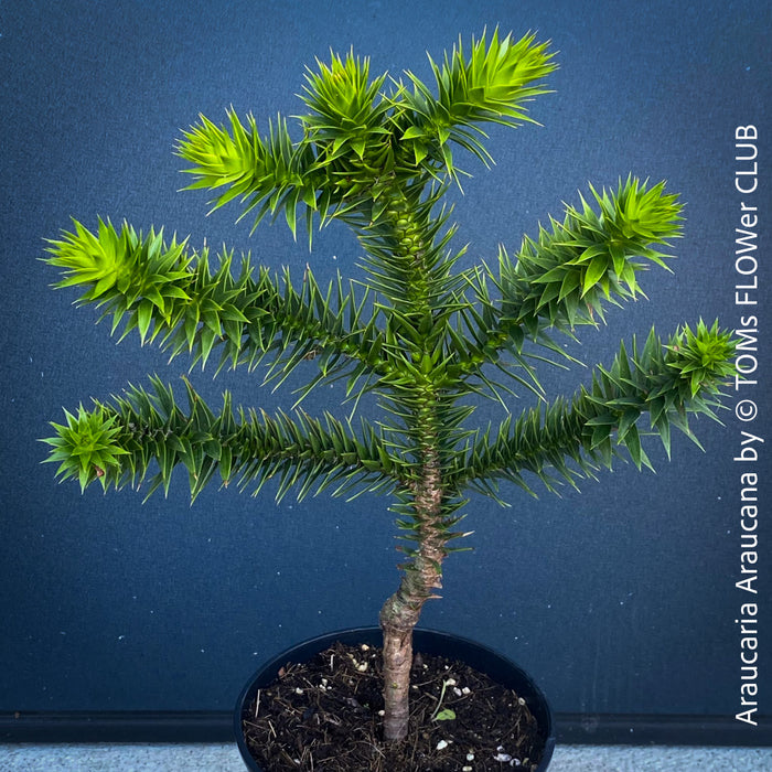 Araucaria Araucana, Andentanne, chilenische Schmucktanne, Affenbaum, monkey puzzle tree, monkey tail tree, piñonero, pewen or Chilean pine, organically grown plants for sale at TOMs FLOWer CLUB