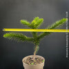 Araucaria Araucana, Andentanne, chilenische Schmucktanne, Affenbaum, monkey puzzle tree, monkey tail tree, piñonero, pewen or Chilean pine, organically grown plants for sale at TOMs FLOWer CLUB