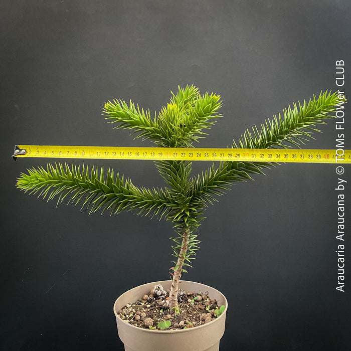 Araucaria Araucana, Andentanne, chilenische Schmucktanne, Affenbaum, monkey puzzle tree, monkey tail tree, piñonero, pewen or Chilean pine, organically grown plants for sale at TOMs FLOWer CLUB