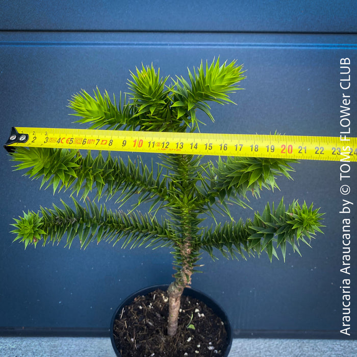 Araucaria Araucana, Andentanne, chilenische Schmucktanne, Affenbaum, monkey puzzle tree, monkey tail tree, piñonero, pewen or Chilean pine, organically grown plants for sale at TOMs FLOWer CLUB