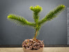 Araucaria Araucana, Andentanne, chilenische Schmucktanne, Affenbaum, monkey puzzle tree, monkey tail tree, piñonero, pewen or Chilean pine, organically grown plants for sale at TOMs FLOWer CLUB