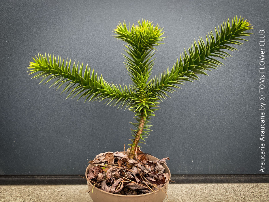 Araucaria Araucana, Andentanne, chilenische Schmucktanne, Affenbaum, monkey puzzle tree, monkey tail tree, piñonero, pewen or Chilean pine, organically grown plants for sale at TOMs FLOWer CLUB