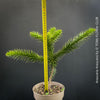 Araucaria Araucana, Andentanne, chilenische Schmucktanne, Affenbaum, monkey puzzle tree, monkey tail tree, piñonero, pewen or Chilean pine, organically grown plants for sale at TOMs FLOWer CLUB