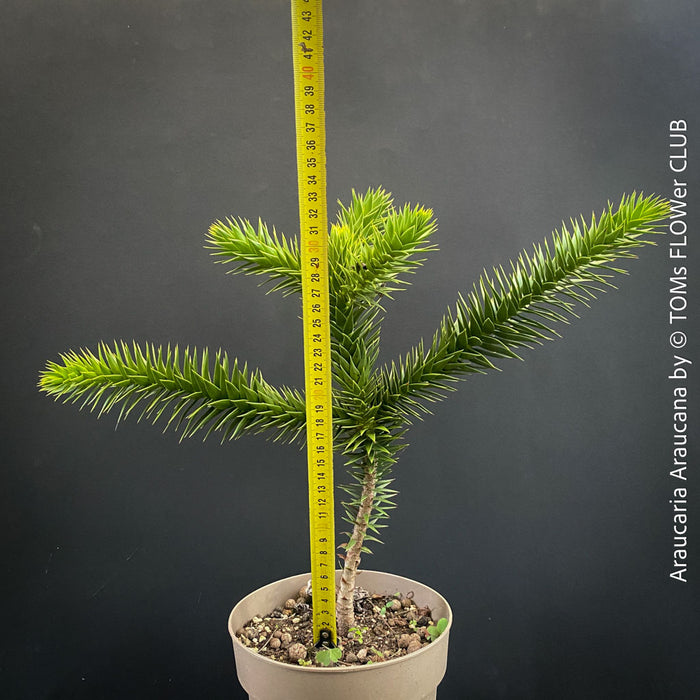 Araucaria Araucana, Andentanne, chilenische Schmucktanne, Affenbaum, monkey puzzle tree, monkey tail tree, piñonero, pewen or Chilean pine, organically grown plants for sale at TOMs FLOWer CLUB