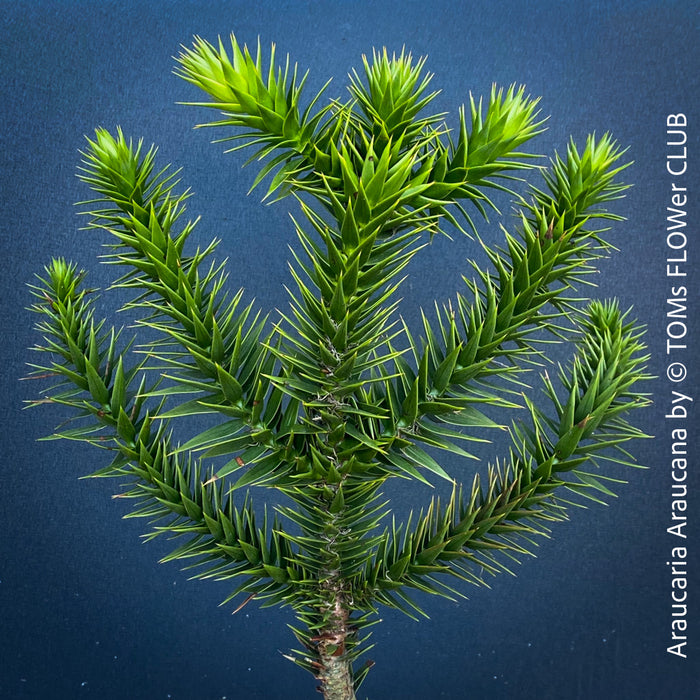 Araucaria Araucana, Andentanne, chilenische Schmucktanne, Affenbaum, monkey puzzle tree, monkey tail tree, piñonero, pewen or Chilean pine, organically grown plants for sale at TOMs FLOWer CLUB