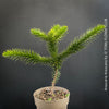 Araucaria Araucana, Andentanne, chilenische Schmucktanne, Affenbaum, monkey puzzle tree, monkey tail tree, piñonero, pewen or Chilean pine, organically grown plants for sale at TOMs FLOWer CLUB