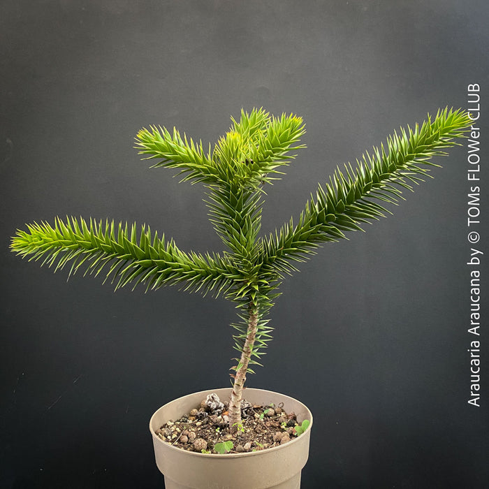 Araucaria Araucana, Andentanne, chilenische Schmucktanne, Affenbaum, monkey puzzle tree, monkey tail tree, piñonero, pewen or Chilean pine, organically grown plants for sale at TOMs FLOWer CLUB