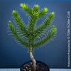 Araucaria Araucana, Andentanne, chilenische Schmucktanne, Affenbaum, monkey puzzle tree, monkey tail tree, piñonero, pewen or Chilean pine, organically grown plants for sale at TOMs FLOWer CLUB