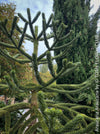 Araucaria Araucana, Andentanne, chilenische Schmucktanne, Affenbaum, monkey puzzle tree, monkey tail tree, piñonero, pewen or Chilean pine, organically grown plants for sale at TOMs FLOWer CLUB