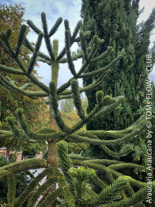 Araucaria Araucana, Andentanne, chilenische Schmucktanne, Affenbaum, monkey puzzle tree, monkey tail tree, piñonero, pewen or Chilean pine, organically grown plants for sale at TOMs FLOWer CLUB