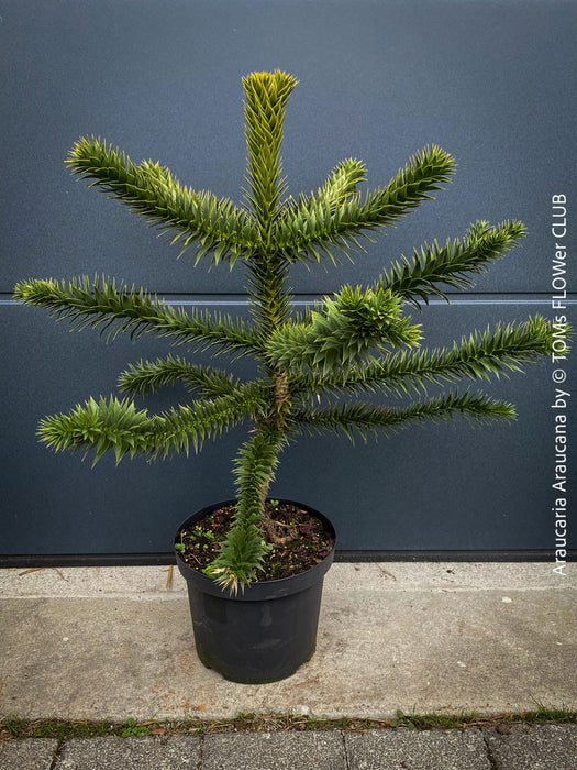 Araucaria Araucana, Andentanne, chilenische Schmucktanne, Affenbaum, monkey puzzle tree, monkey tail tree, piñonero, pewen or Chilean pine, organically grown plants for sale at TOMs FLOWer CLUB