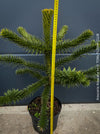 Araucaria Araucana, Andentanne, chilenische Schmucktanne, Affenbaum, monkey puzzle tree, monkey tail tree, piñonero, pewen or Chilean pine, organically grown plants for sale at TOMs FLOWer CLUB