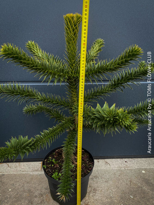 Araucaria Araucana, Andentanne, chilenische Schmucktanne, Affenbaum, monkey puzzle tree, monkey tail tree, piñonero, pewen or Chilean pine, organically grown plants for sale at TOMs FLOWer CLUB