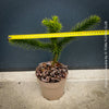 Araucaria Araucana, Andentanne, chilenische Schmucktanne, Affenbaum, monkey puzzle tree, monkey tail tree, piñonero, pewen or Chilean pine, organically grown plants for sale at TOMs FLOWer CLUB