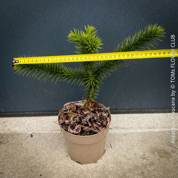 Araucaria Araucana, Andentanne, chilenische Schmucktanne, Affenbaum, monkey puzzle tree, monkey tail tree, piñonero, pewen or Chilean pine, organically grown plants for sale at TOMs FLOWer CLUB