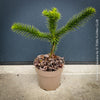 Araucaria Araucana, Andentanne, chilenische Schmucktanne, Affenbaum, monkey puzzle tree, monkey tail tree, piñonero, pewen or Chilean pine, organically grown plants for sale at TOMs FLOWer CLUB