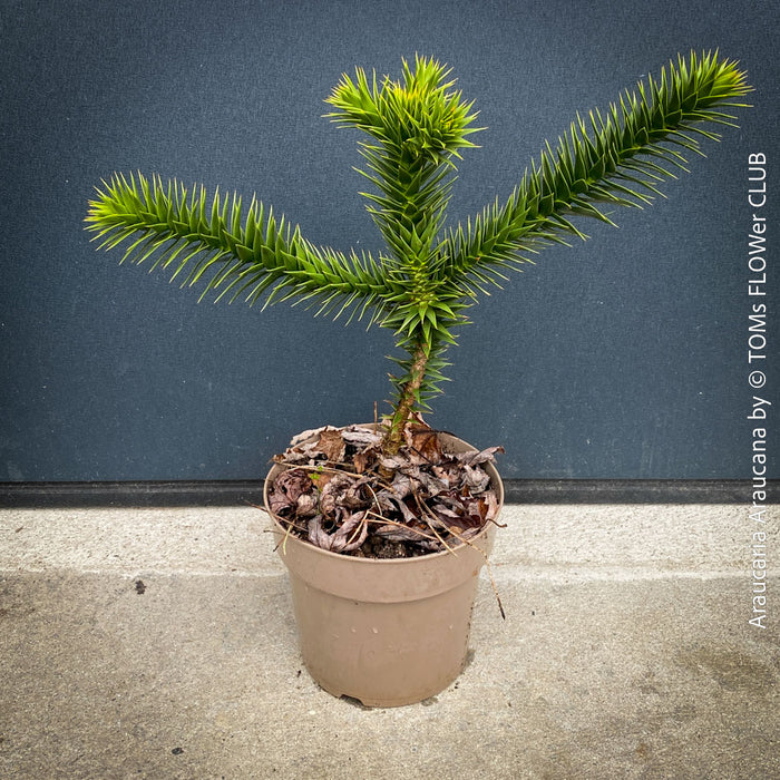 Araucaria Araucana, Andentanne, chilenische Schmucktanne, Affenbaum, monkey puzzle tree, monkey tail tree, piñonero, pewen or Chilean pine, organically grown plants for sale at TOMs FLOWer CLUB