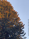 Mature plant of Araucaria Araucana, Andentanne, chilenische Schmucktanne, Affenbaum, monkey puzzle tree, monkey tail tree, piñonero, pewen or Chilean pine, organically grown plants for sale at TOMs FLOWer CLUB