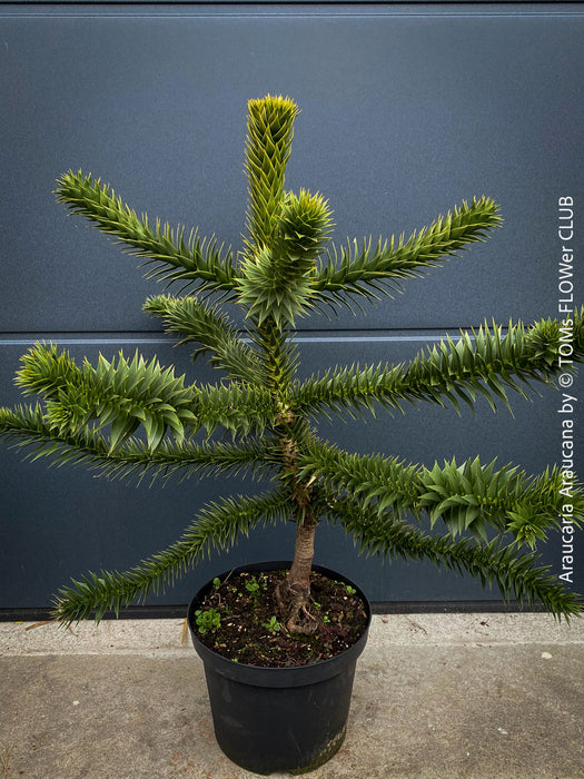 Araucaria Araucana, Andentanne, chilenische Schmucktanne, Affenbaum, monkey puzzle tree, monkey tail tree, piñonero, pewen or Chilean pine, organically grown plants for sale at TOMs FLOWer CLUB