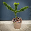 Araucaria Araucana, Andentanne, chilenische Schmucktanne, Affenbaum, monkey puzzle tree, monkey tail tree, piñonero, pewen or Chilean pine, organically grown plants for sale at TOMs FLOWer CLUB