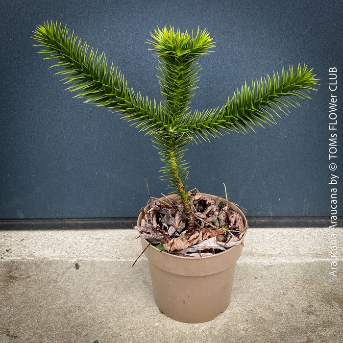 Araucaria Araucana, Andentanne, chilenische Schmucktanne, Affenbaum, monkey puzzle tree, monkey tail tree, piñonero, pewen or Chilean pine, organically grown plants for sale at TOMs FLOWer CLUB