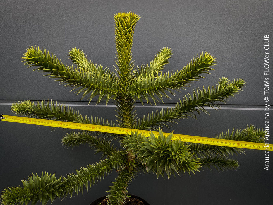 Araucaria Araucana, Andentanne, chilenische Schmucktanne, Affenbaum, monkey puzzle tree, monkey tail tree, piñonero, pewen or Chilean pine, organically grown plants for sale at TOMs FLOWer CLUB