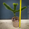 Araucaria Araucana, Andentanne, chilenische Schmucktanne, Affenbaum, monkey puzzle tree, monkey tail tree, piñonero, pewen or Chilean pine, organically grown plants for sale at TOMs FLOWer CLUB