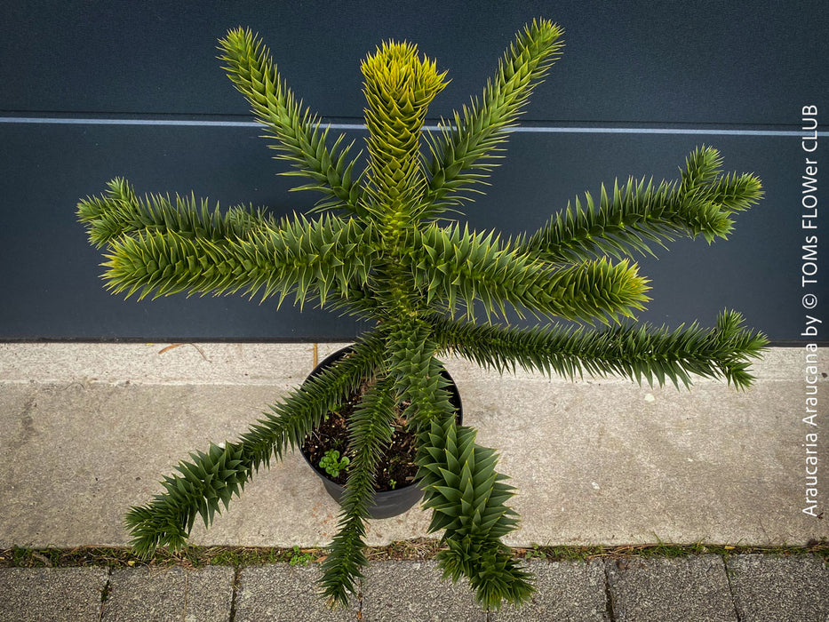 Araucaria Araucana, Andentanne, chilenische Schmucktanne, Affenbaum, monkey puzzle tree, monkey tail tree, piñonero, pewen or Chilean pine, organically grown plants for sale at TOMs FLOWer CLUB