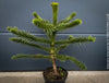 Araucaria Araucana, Andentanne, chilenische Schmucktanne, Affenbaum, monkey puzzle tree, monkey tail tree, piñonero, pewen or Chilean pine, organically grown plants for sale at TOMs FLOWer CLUB