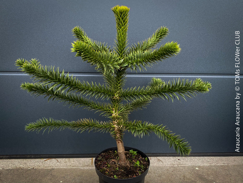 Araucaria Araucana, Andentanne, chilenische Schmucktanne, Affenbaum, monkey puzzle tree, monkey tail tree, piñonero, pewen or Chilean pine, organically grown plants for sale at TOMs FLOWer CLUB