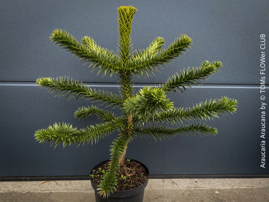 Araucaria Araucana, Andentanne, chilenische Schmucktanne, Affenbaum, monkey puzzle tree, monkey tail tree, piñonero, pewen or Chilean pine, organically grown plants for sale at TOMs FLOWer CLUB