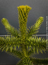 Araucaria Araucana, Andentanne, chilenische Schmucktanne, Affenbaum, monkey puzzle tree, monkey tail tree, piñonero, pewen or Chilean pine, organically grown plants for sale at TOMs FLOWer CLUB