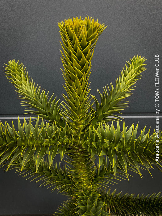 Araucaria Araucana, Andentanne, chilenische Schmucktanne, Affenbaum, monkey puzzle tree, monkey tail tree, piñonero, pewen or Chilean pine, organically grown plants for sale at TOMs FLOWer CLUB