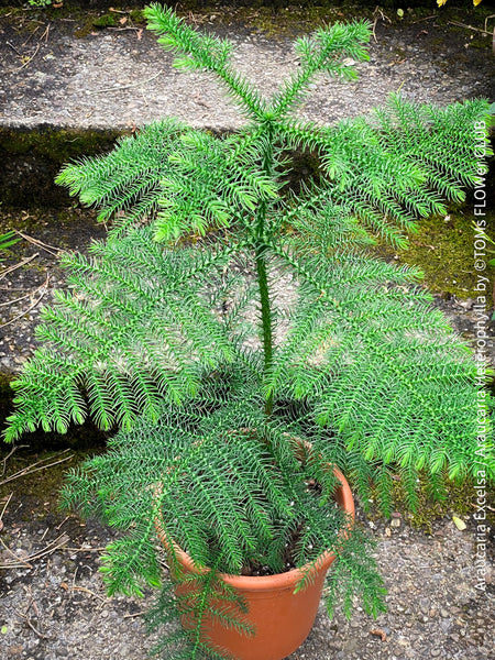 Araucaria Excelsa / Araucaria Heterophylla, Zimmertanne, Andentanne, chilenische Schmucktanne, Affenbaum, monkey puzzle tree, monkey tail tree, piñonero, pewen or Chilean pine, organically grown plants for sale at TOMs FLOWer CLUB