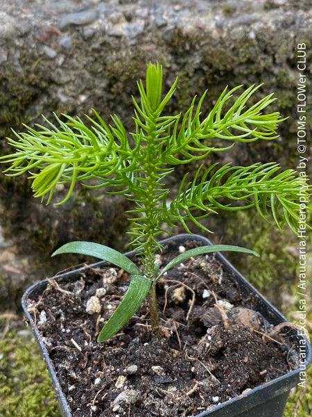 Araucaria Excelsa / Araucaria Heterophylla, Zimmertanne, Andentanne, chilenische Schmucktanne, Affenbaum, monkey puzzle tree, monkey tail tree, piñonero, pewen or Chilean pine, organically grown plants for sale at TOMs FLOWer CLUB