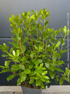 Arbutus Unedo - Strawberry Tree, ever green, hardy, winterhart, organically grown garden plants, scrubs and trees for sale at TOMs FLOWer CLUB.