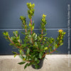 Brassaiopsis Mitis - Himalayan Umbrella Aralia, hardy, winterhart, organically grown garden plants, scrubs and trees for sale at TOMs FLOWer CLUB.