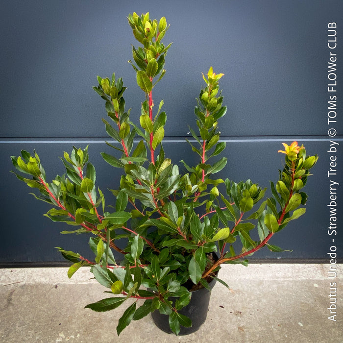 Brassaiopsis Mitis - Himalayan Umbrella Aralia, hardy, winterhart, organically grown garden plants, scrubs and trees for sale at TOMs FLOWer CLUB.