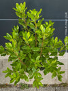 Arbutus Unedo - Strawberry Tree, ever green, hardy, winterhart, organically grown garden plants, scrubs and trees for sale at TOMs FLOWer CLUB.