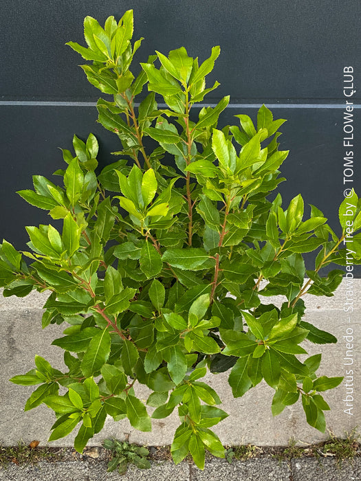 Arbutus Unedo - Strawberry Tree, ever green, hardy, winterhart, organically grown garden plants, scrubs and trees for sale at TOMs FLOWer CLUB.