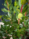 Arbutus Unedo - Strawberry Tree, ever green, hardy, winterhart, organically grown garden plants, scrubs and trees for sale at TOMs FLOWer CLUB.