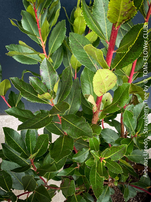 Arbutus Unedo - Strawberry Tree, ever green, hardy, winterhart, organically grown garden plants, scrubs and trees for sale at TOMs FLOWer CLUB.