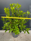 Arbutus Unedo - Strawberry Tree, ever green, hardy, winterhart, organically grown garden plants, scrubs and trees for sale at TOMs FLOWer CLUB.
