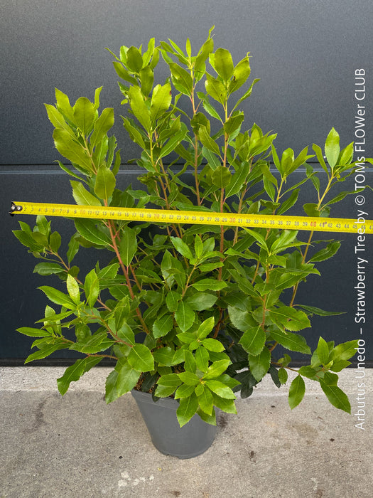 Arbutus Unedo - Strawberry Tree, ever green, hardy, winterhart, organically grown garden plants, scrubs and trees for sale at TOMs FLOWer CLUB.