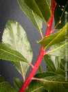 Arbutus Unedo - Strawberry Tree, ever green, hardy, winterhart, organically grown garden plants, scrubs and trees for sale at TOMs FLOWer CLUB.
