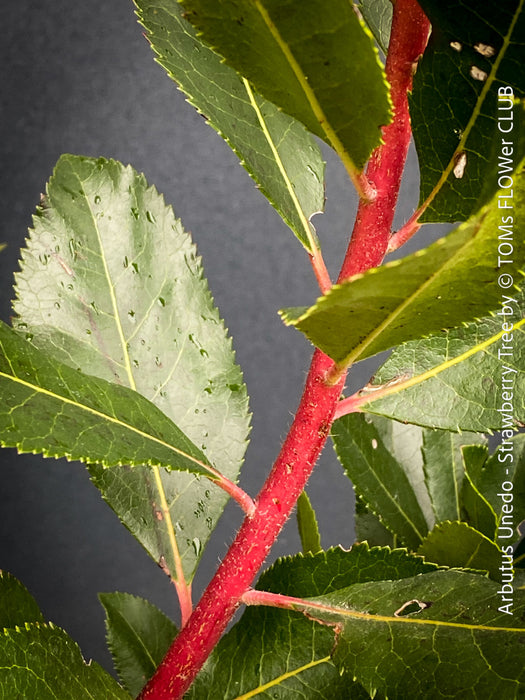 Arbutus Unedo - Strawberry Tree, ever green, hardy, winterhart, organically grown garden plants, scrubs and trees for sale at TOMs FLOWer CLUB.