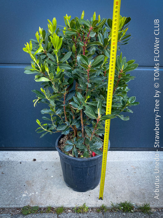 Arbutus Unedo - Strawberry Tree