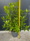Arbutus Unedo - Strawberry Tree, ever green, hardy, winterhart, organically grown garden plants, scrubs and trees for sale at TOMs FLOWer CLUB.